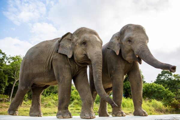 I love elephant - Elephant feeding and Giant Bathing