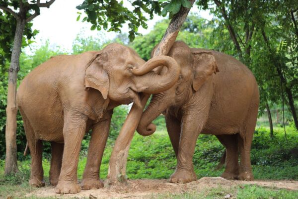 Elephant Jungle Sanctuary Koh Samui