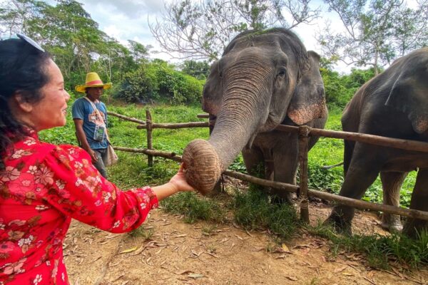 The Elephant Nursery Ethical Sanctuary with Thai cooking class