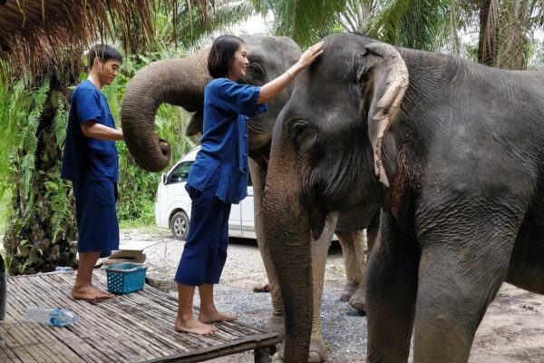 Elephants Encounter (Cook ,Feed and Bathe) : Morning Round
